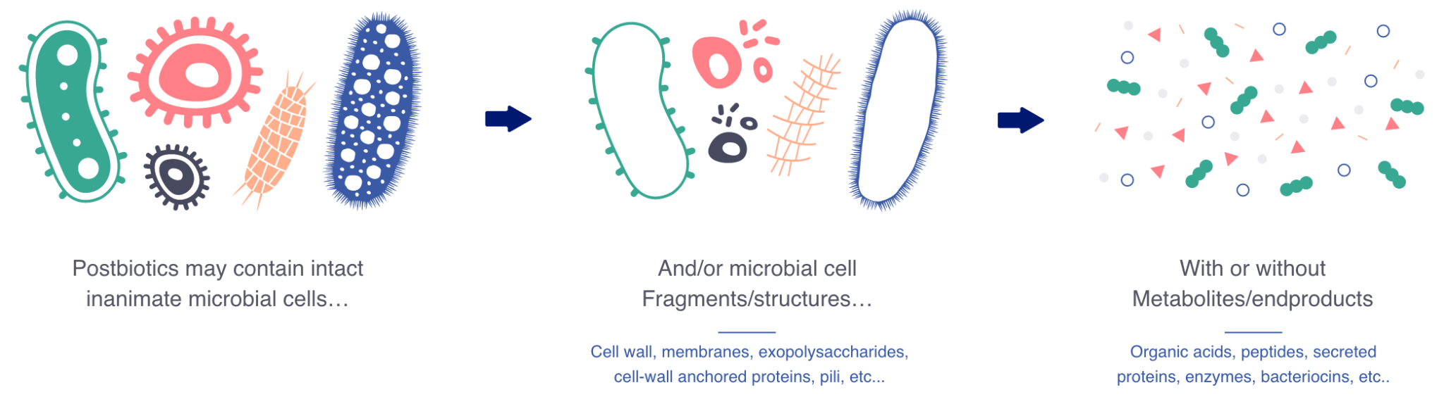 What are postbiotics? About postbiotics