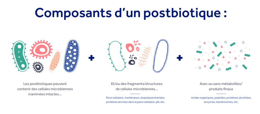 composants d'un postbiotique